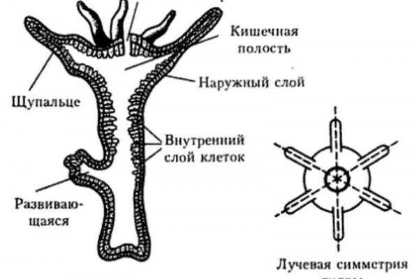 Кракен ссылка kra