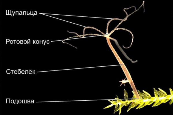 Рабочая ссылка на кракен в торе