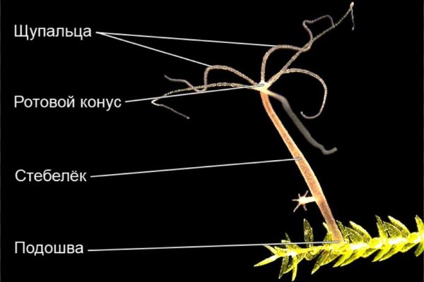 Кракен купить меф
